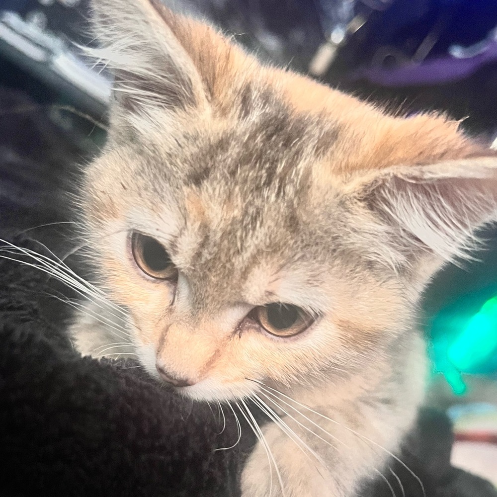 Meet your Posher, Trinity